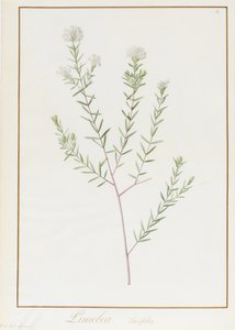 Pimelea Linifolia, 1812 von Pierre Joseph Redouté